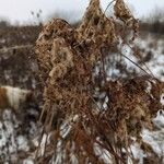 Scirpus cyperinus Lorea