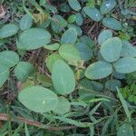 Desmodium tortuosum موطن