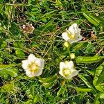 Parnassia palustrisFlower