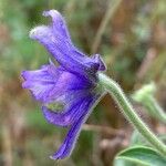 Delphinium staphisagria Blüte