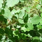 Rubus guestphalicus Habit