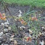 Digitalis obscura Habit