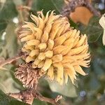 Quercus ithaburensis Fruit