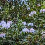 Rhododendron maddenii Flower