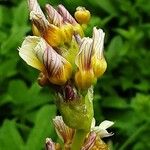 Sisyrinchium striatum Flower