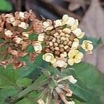 Lantana canescens Flower
