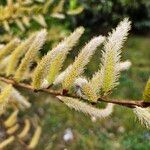 Salix triandra Λουλούδι