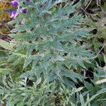 Cynara algarbiensis