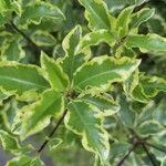 Pittosporum tenuifolium葉