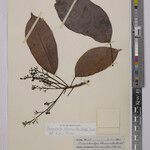 Dodecastigma uleanum Ravina