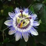 Passiflora caerulea Квітка