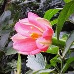 Passiflora mixta Blomst