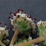 Lomatium nevadense Flower