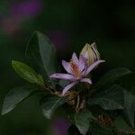 Grewia occidentalis Flower