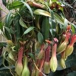 Nepenthes mirabilis Flors