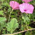 Convolvulus althaeoides Frunză