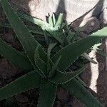 Aloe vera 樹皮