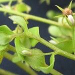 Anagallis pumila Fruit