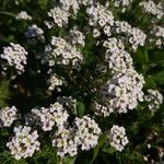 Lobularia maritima Flower