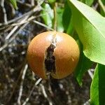 Capparis quiniflora Fruit