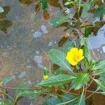 Ludwigia peploides Fula