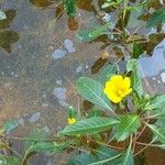 Ludwigia peploides Flower