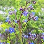 Anchusa azurea花