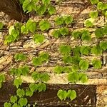 Vitis rupestris Leaf