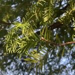 Torreya californica Folha