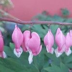 Lamprocapnos spectabilis Flower