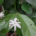 Jasminum auriculatum Flower