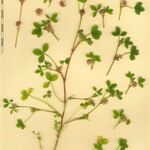 Trifolium cernuum Drugo