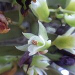 Calyptrochilum christyanum Кветка