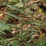 Bolbitis auriculata Leaf
