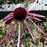 Echinacea pallida Virág