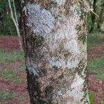 Cordia americana Bark