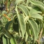 Croton flavens Leaf