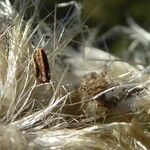 Rhaponticum coniferum फल