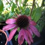 Echinacea purpurea Квітка