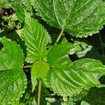 Laportea interrupta Leaf