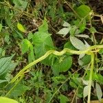 Dioscorea bulbifera 树皮