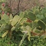 Opuntia elatior Alkat (teljes növény)