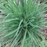 Molinia caerulea Blad