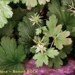 Geum heterocarpum Altres