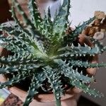 Aloe humilis Hoja