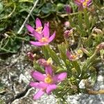 Centaurium pulchellum Kukka