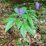 Cardamine pentaphyllos Staniste