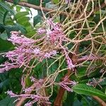Fuchsia arborescens Flower