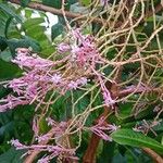 Fuchsia arborescens Flor