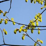 Acer macrophyllum Blüte